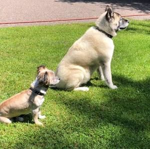 Meet your Posher, Susan